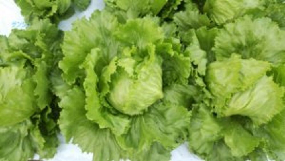 レタス
