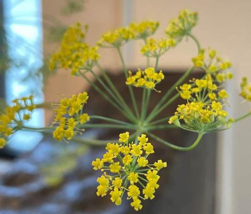 ウイキョウ 茴香 とは 育て方や花言葉 効果 効能やフェンネルとの違いは Greensnap グリーンスナップ