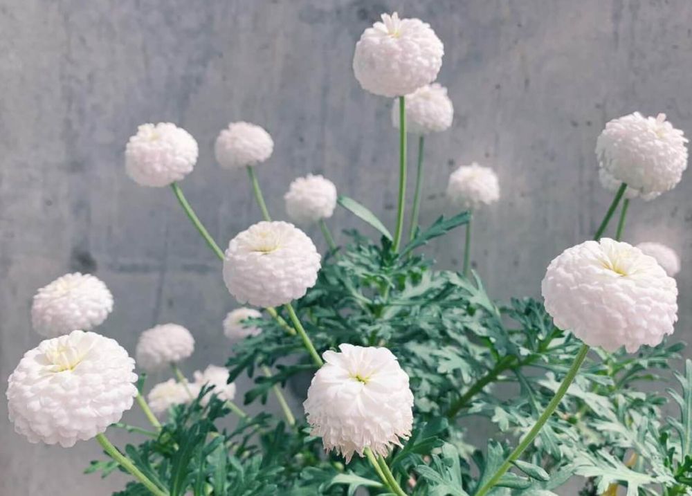 マーガレット　種類　マルコロッシ