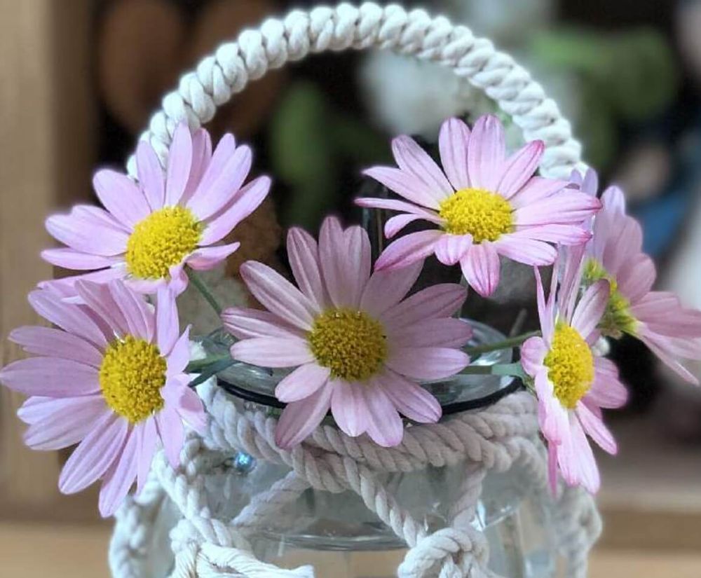 マーガレット　シンプリーコーラル　種類