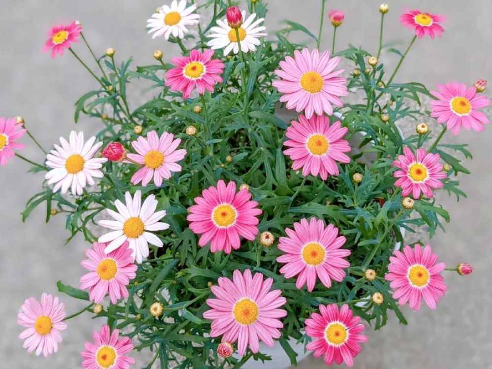 マーガレット　種類　ストロベリーホイップ