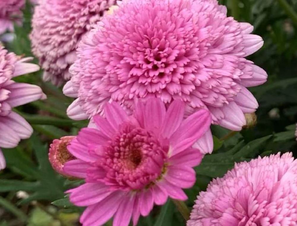 マーガレット　モリンバ　種類