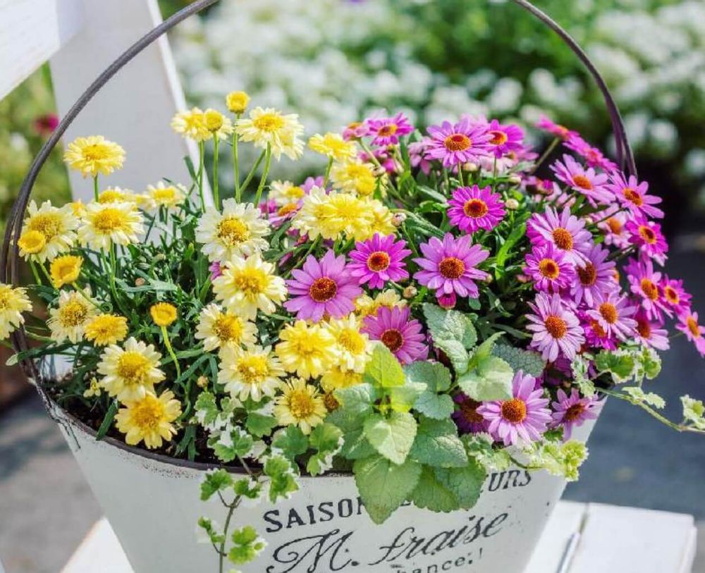 マーガレット　種類　ボンザ