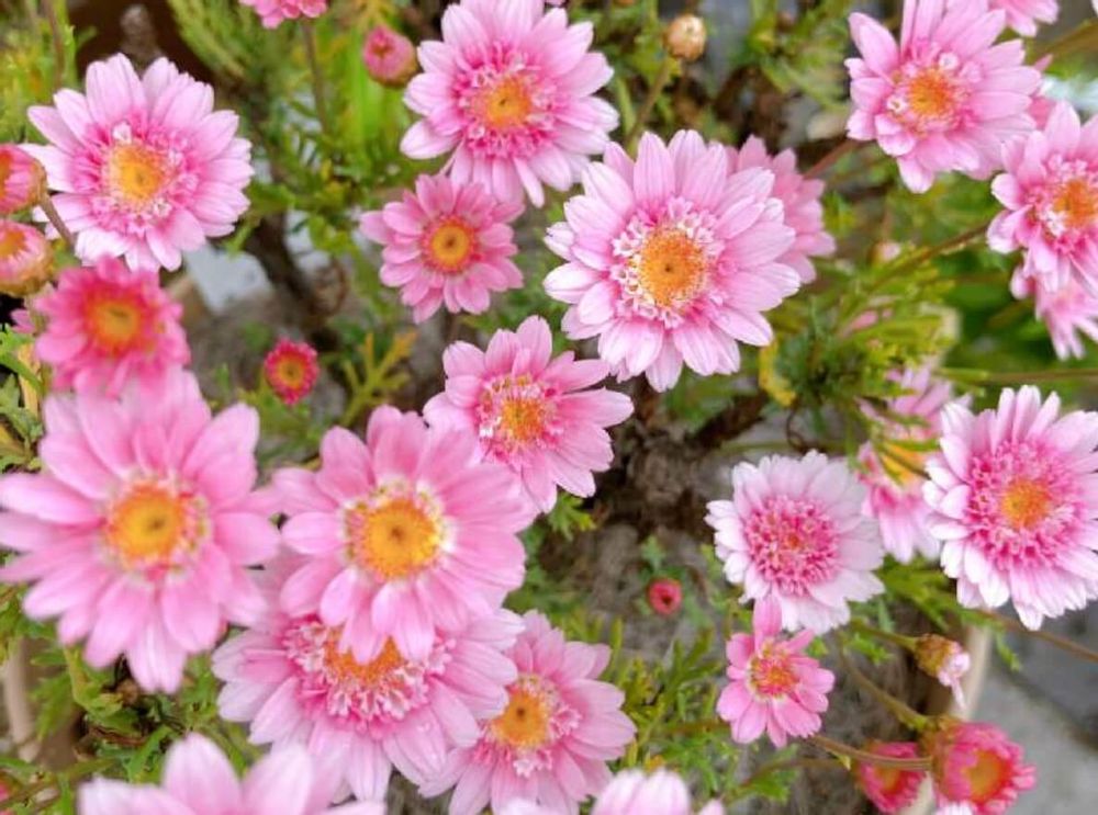 マーガレット　シェリエメール