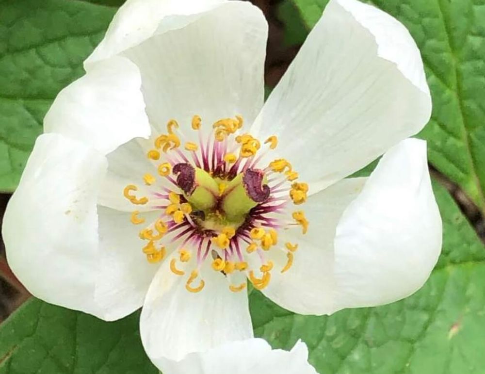 芍薬　ヤマシャクヤク　白