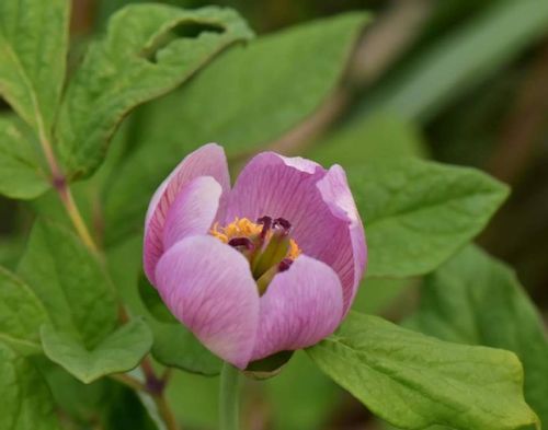 芍薬 シャクヤク の種類はどれくらい 人気のある品種は Greensnap グリーンスナップ