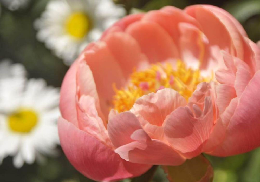 芍薬　オンレジ　ハワイアンコーラル