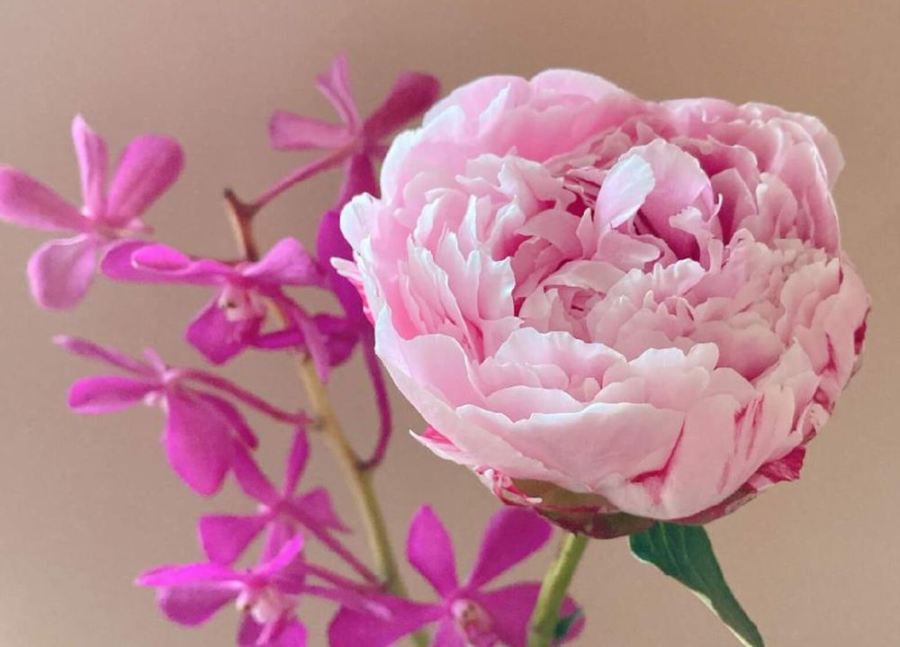 芍薬　シャクヤク　サラベルナール