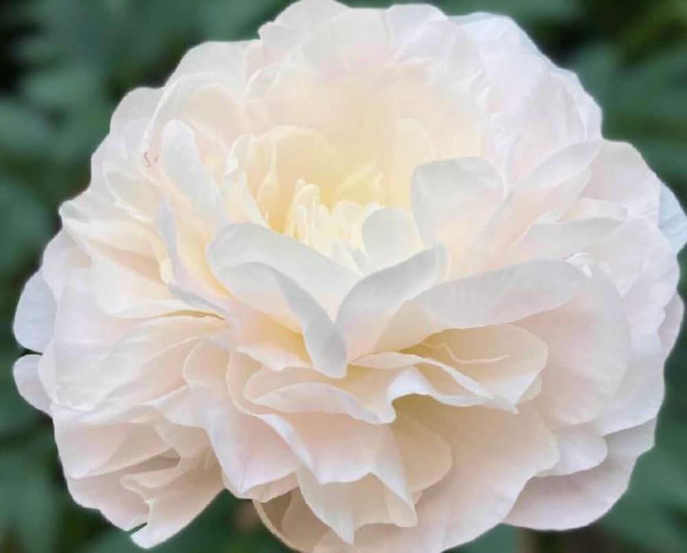 芍薬　シャクヤク　白　かぐや姫