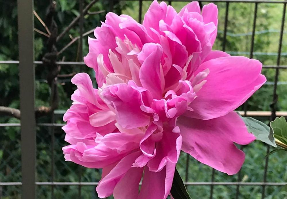 芍薬　シャクヤク　ピンクカメオ