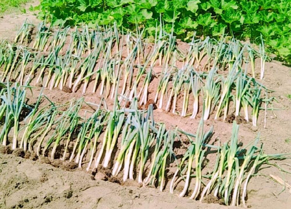 ネギ　種類　千住ネギ