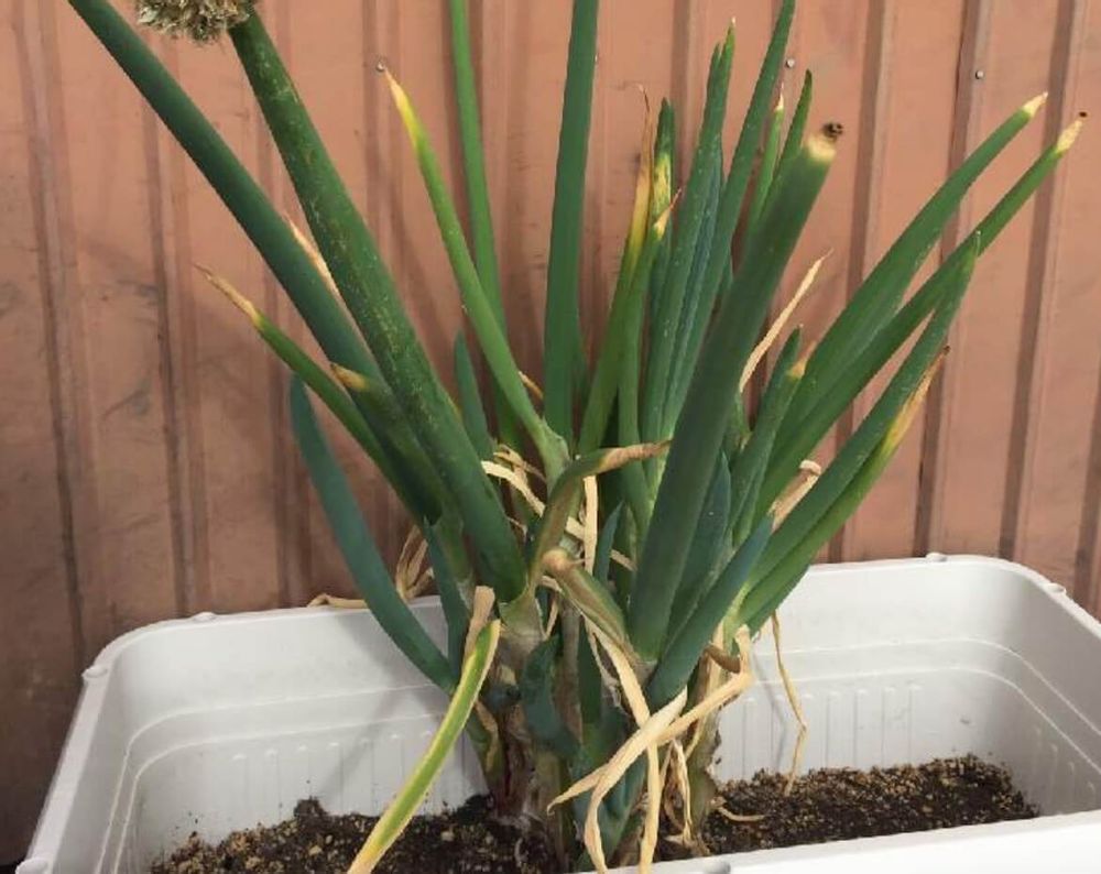 ネギ　赤ネギ　種類