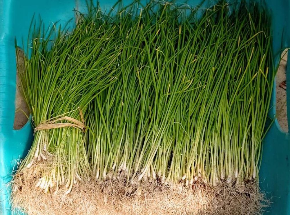 ネギ　九条ネギ　種類