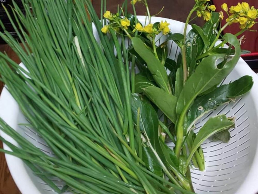 ネギ　種類　ワケギ