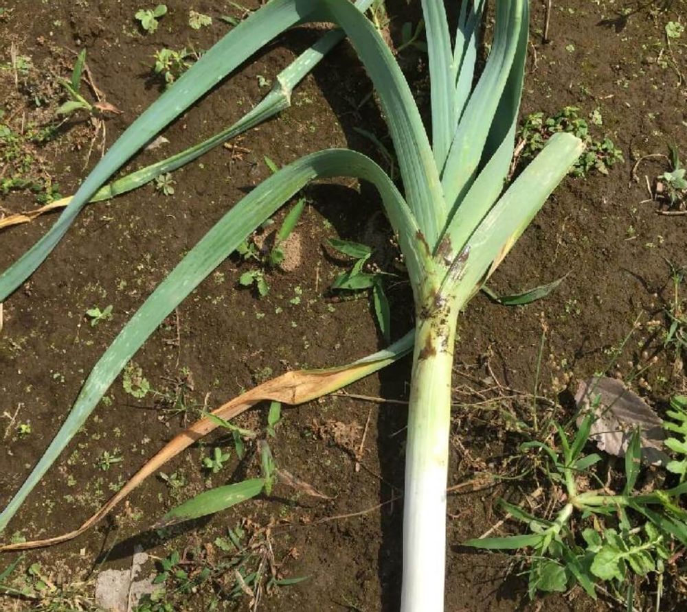 ネギ　種類　リーキ