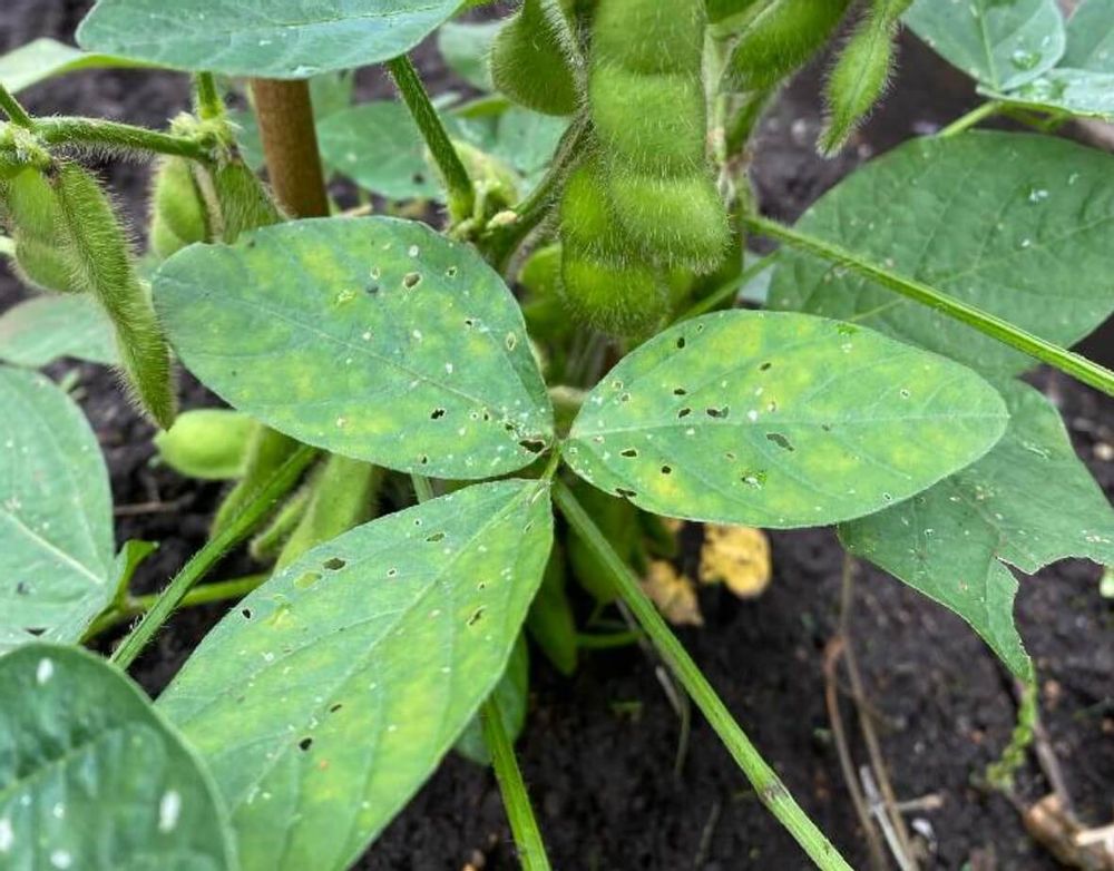 枝豆　エダマメ　病気　べと病