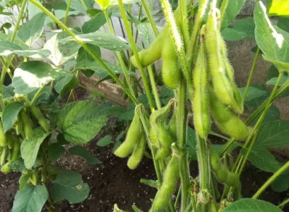 枝豆　エダマメ　病気