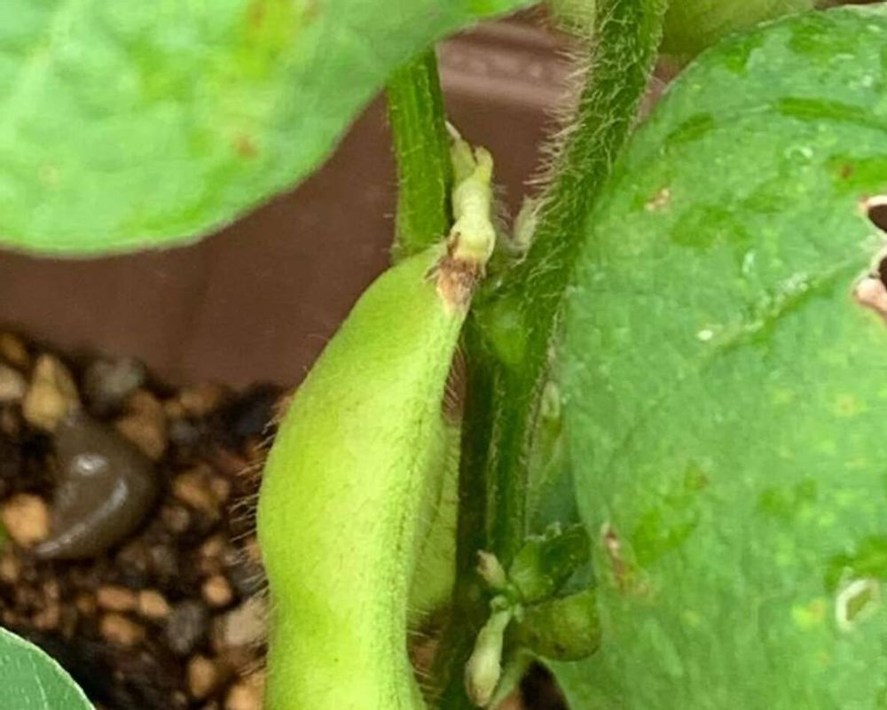 枝豆　エダマメ　病気　さび病