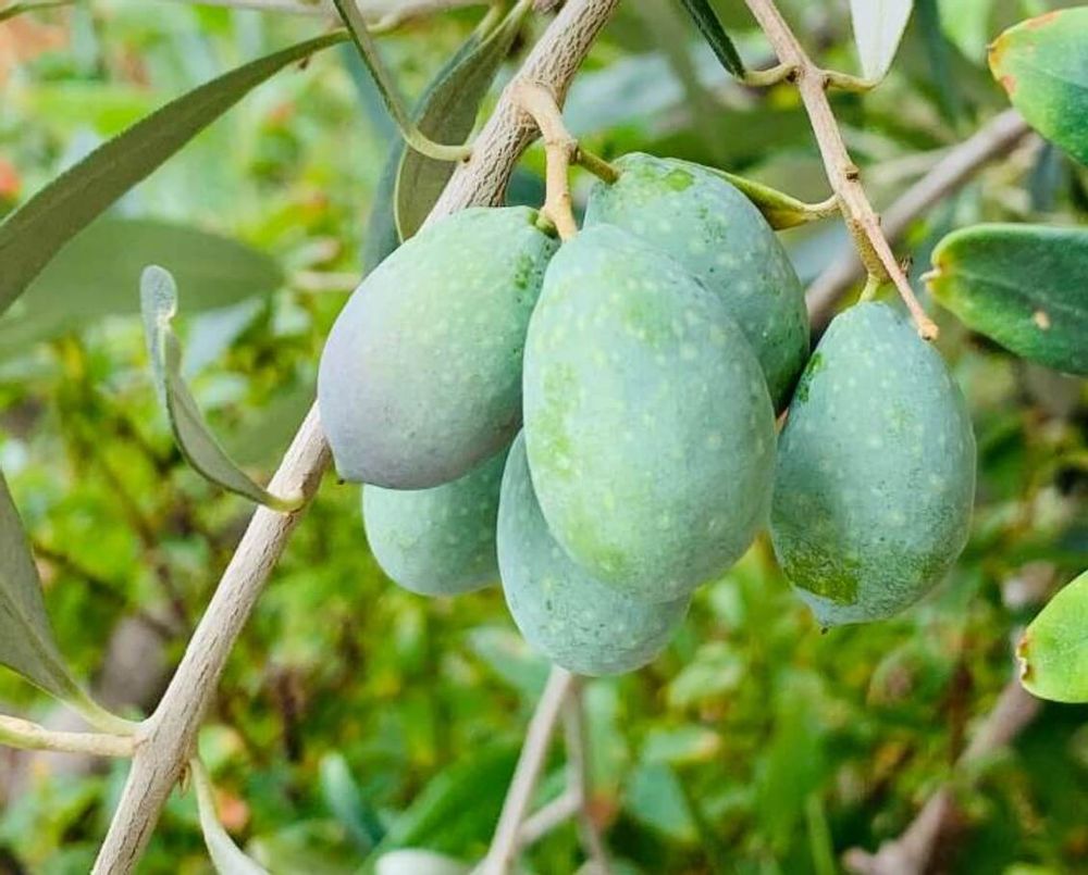 オリーブ　病気　害虫