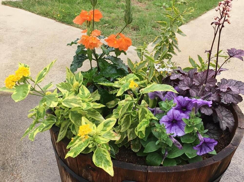 ペチュニア　寄せ植え