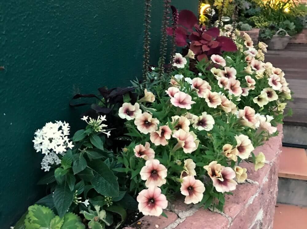 ペチュニア　寄せ植え