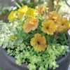 ペチュニアの寄せ植えと相性のいい花！花壇に地植えしない方がいい？の画像