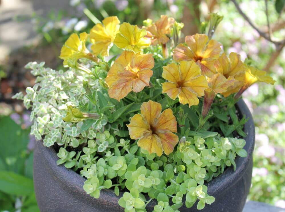 ペチュニアの寄せ植え 相性のいい花10選 おすすめの組み合わせは Greensnap グリーンスナップ