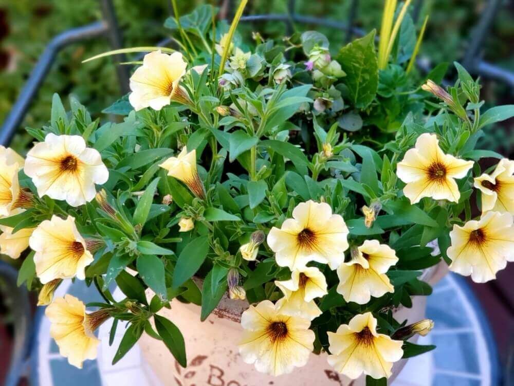 ペチュニア　寄せ植え