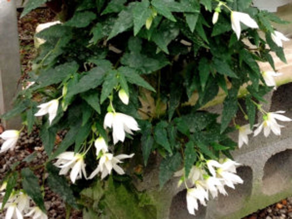 ファイヤー・クラッカー