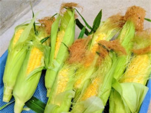 3月に植える野菜10選 プランターでも栽培できるおすすめの種類は Greensnap グリーンスナップ