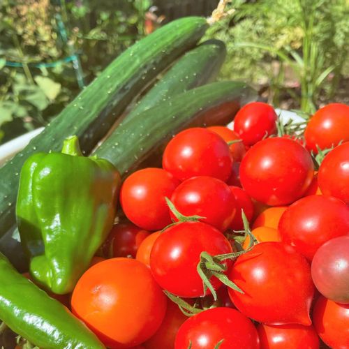 3月に植える野菜10選 プランターでも栽培できるおすすめの種類は Greensnap グリーンスナップ