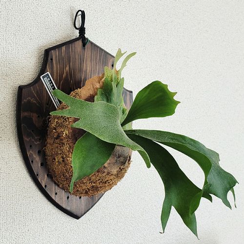 アルマダ ビカクシダ コウモリラン 板付 Saikou No Hinshitsu 植物 観葉植物 Cpmalaysia Com アルマダ ビカクシダ コウモリラン 板付 Saikou No Hinshitsu 植物 観葉植物 Cpmalaysia Com