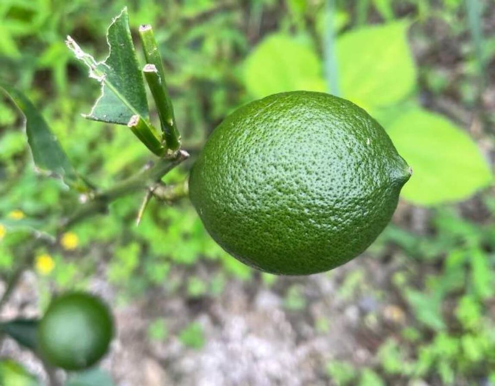レモンの木　果実