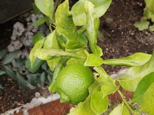 レモンの木が病気になる原因は 害虫の被害や予防 対策は Greensnap グリーンスナップ