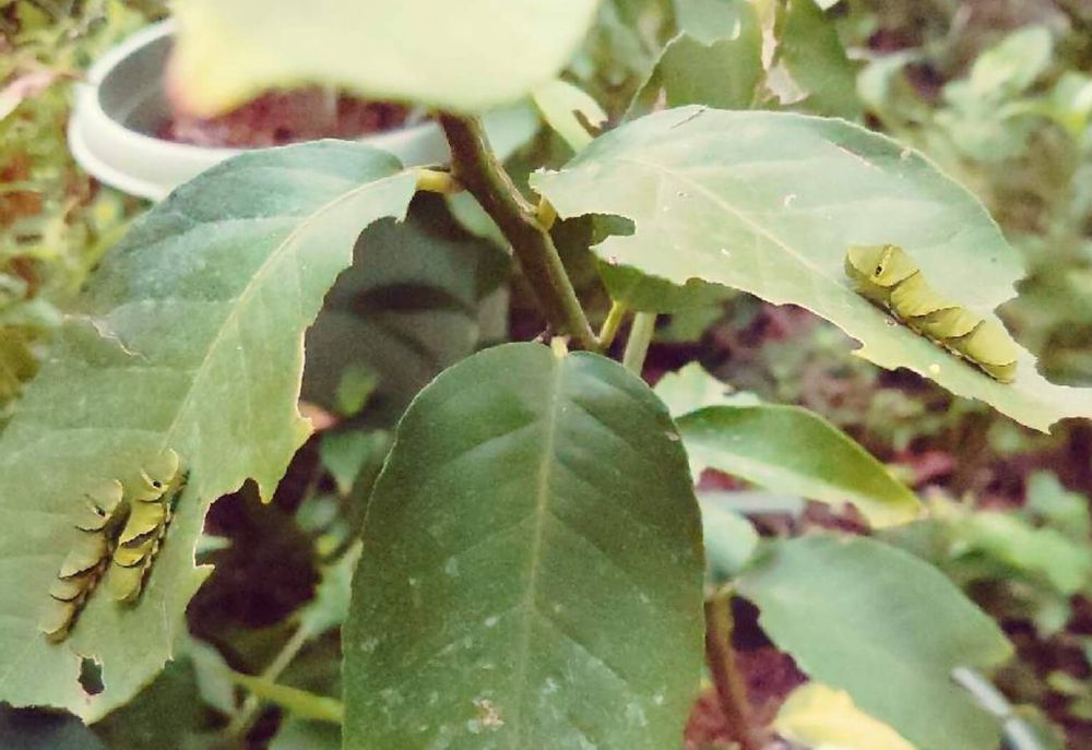 レモンの木　害虫　蝶の幼虫