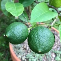 レモンの木に肥料を与える時期や量はどれくらい？の画像