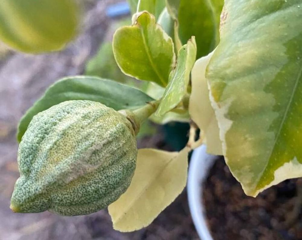 レモンの木　病気