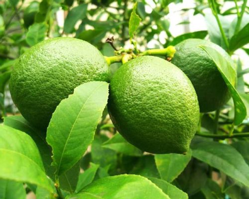 レモンの木に肥料を与える時期や量はどれくらい Greensnap グリーンスナップ