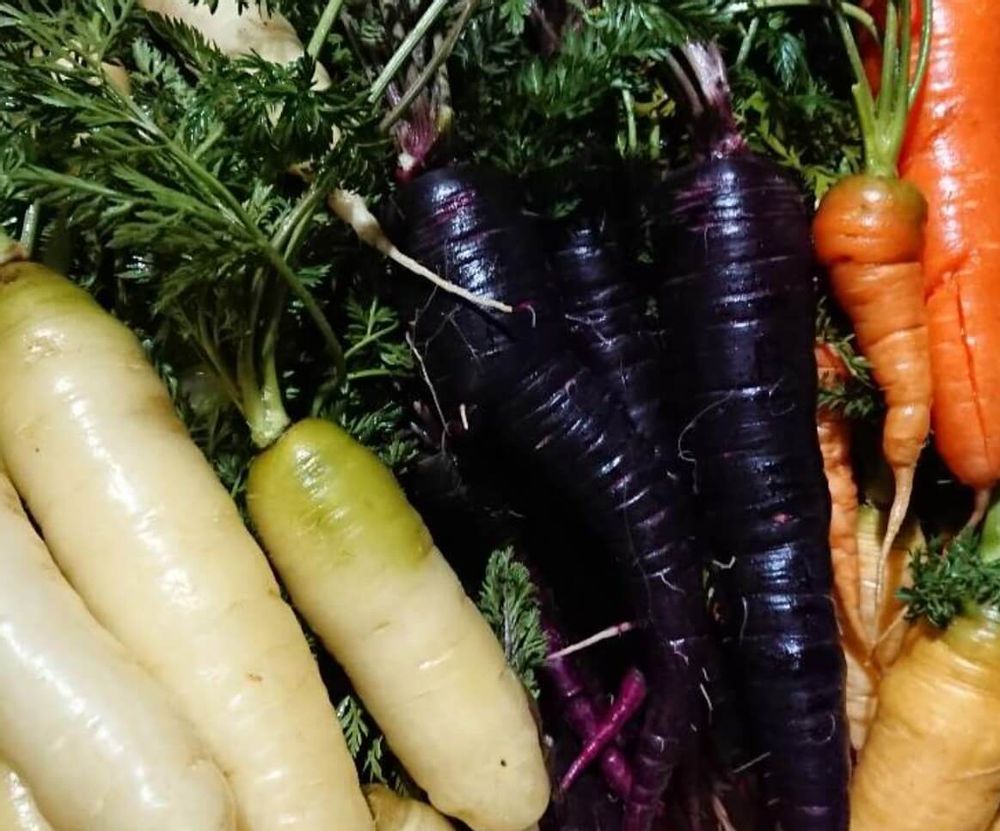 ニンジン　種類　産地　ムラサキニンジン