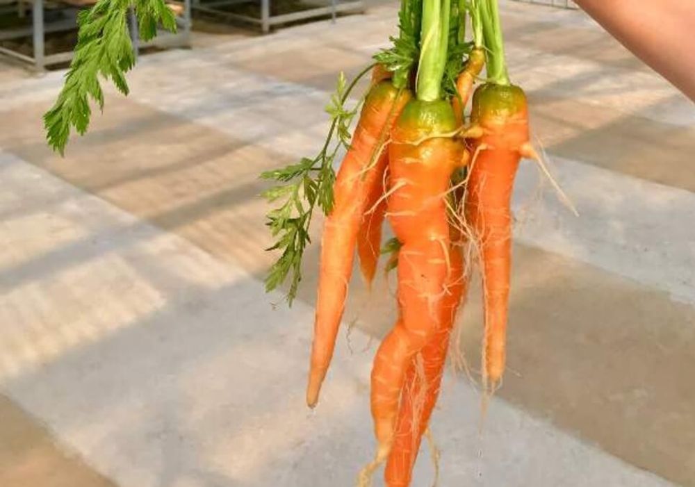 ニンジン　種類　産地　ミニキャロット