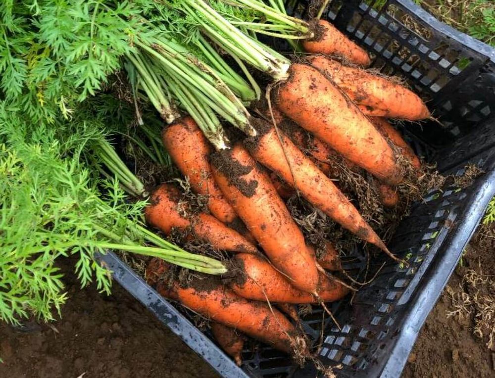 ニンジン　種類　産地　アロマレッド