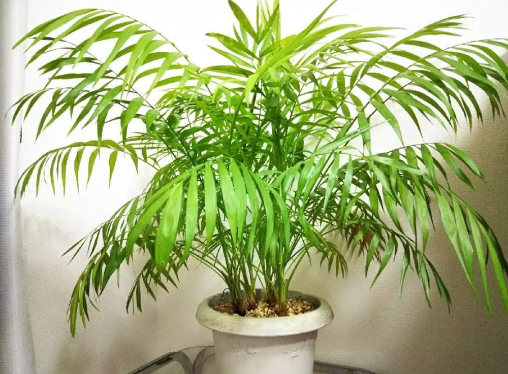 テーブルヤシ　風水