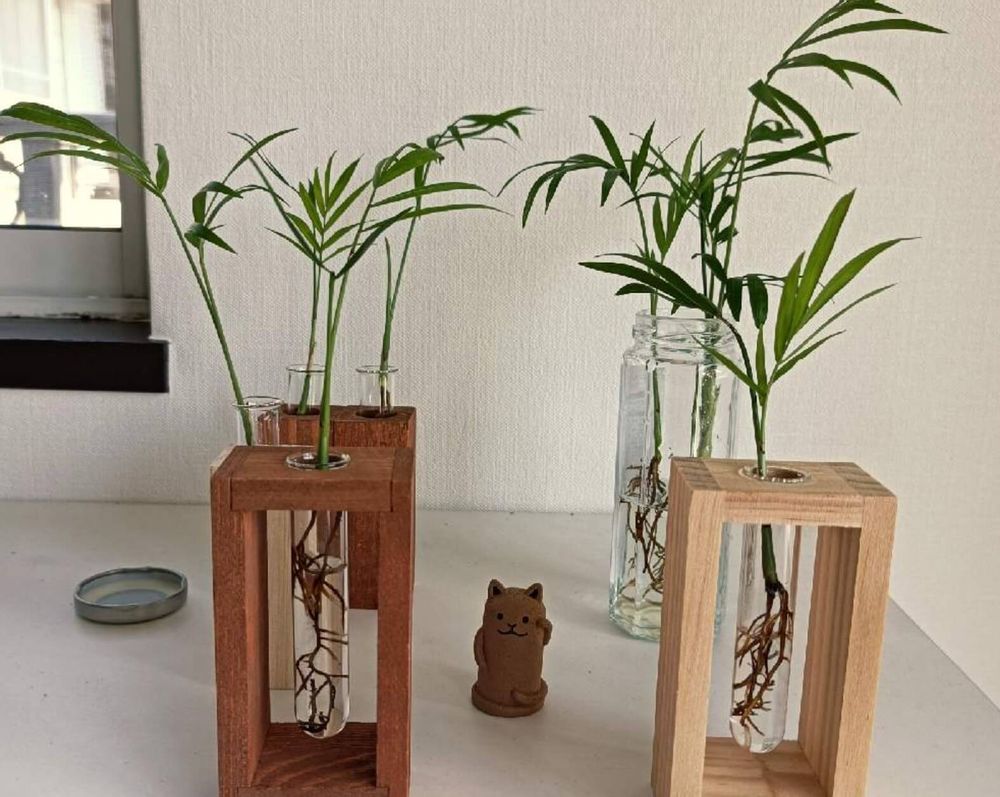 テーブルヤシ　風水