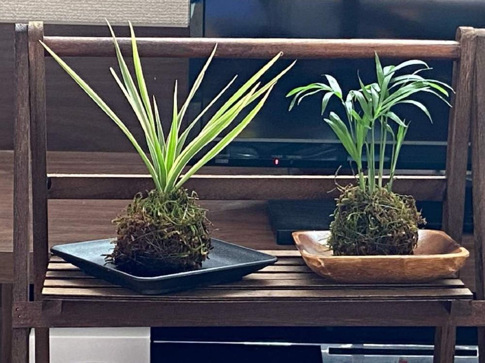 テーブルヤシ　風水