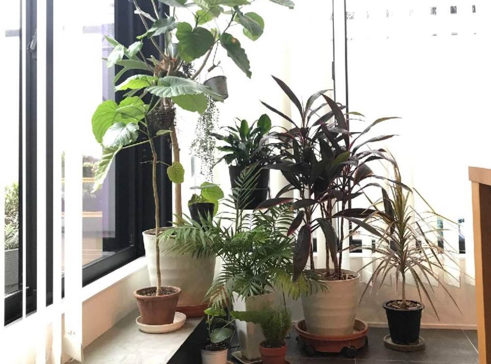 テーブルヤシ　風水