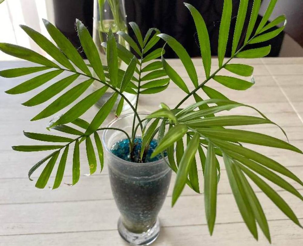 テーブルヤシ　風水