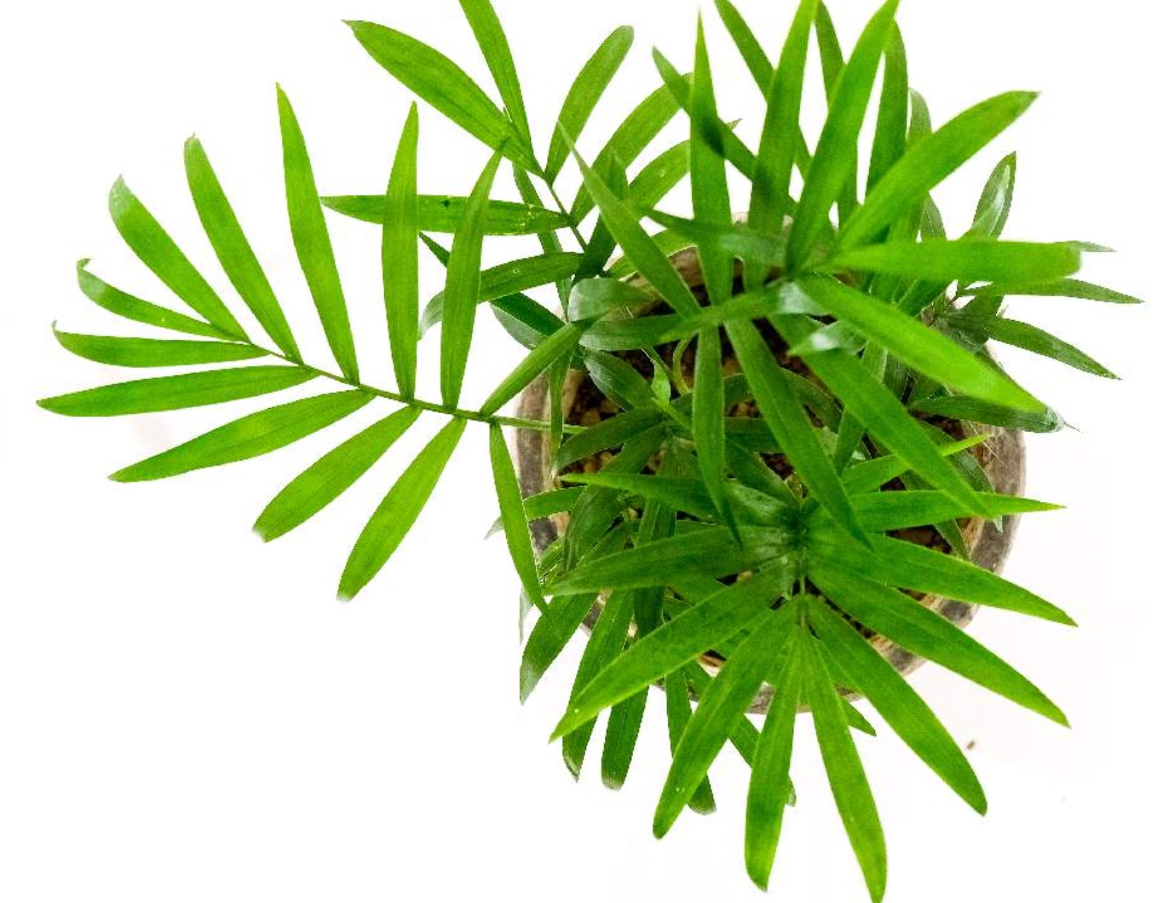 テーブルヤシの風水を意識したおすすめの置き場所は Greensnap グリーンスナップ