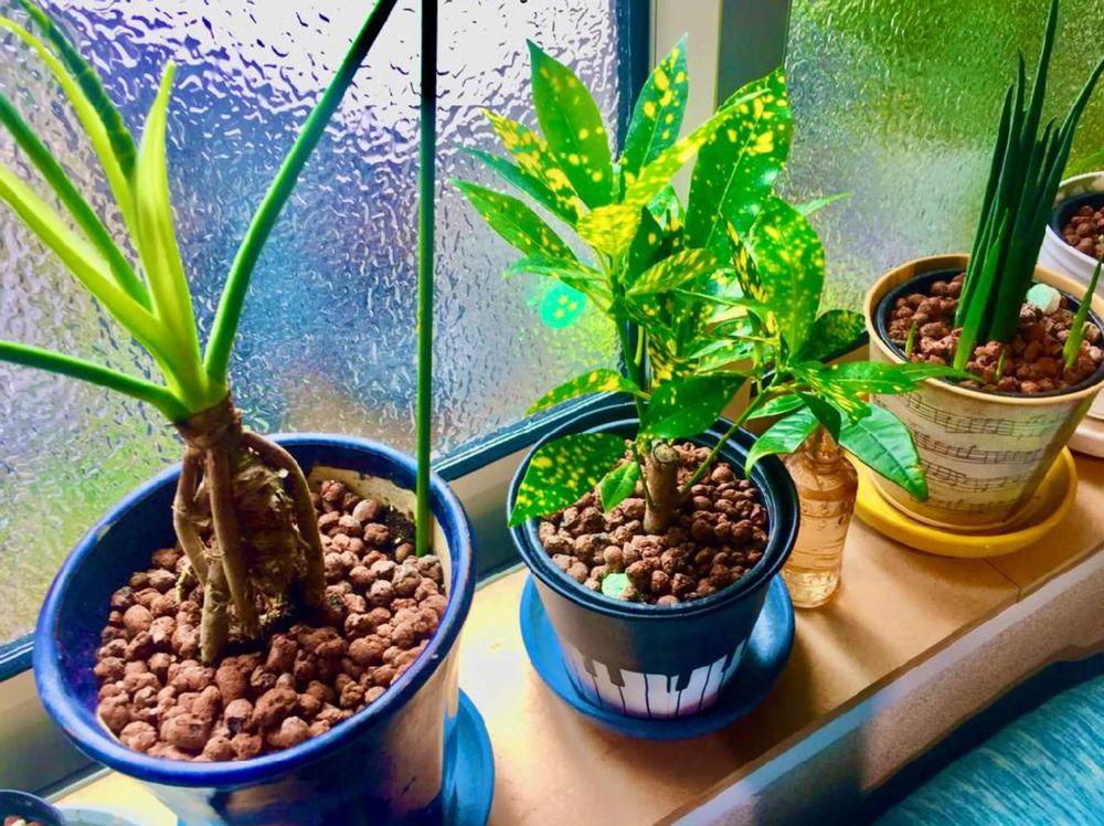 クロトン　育て方