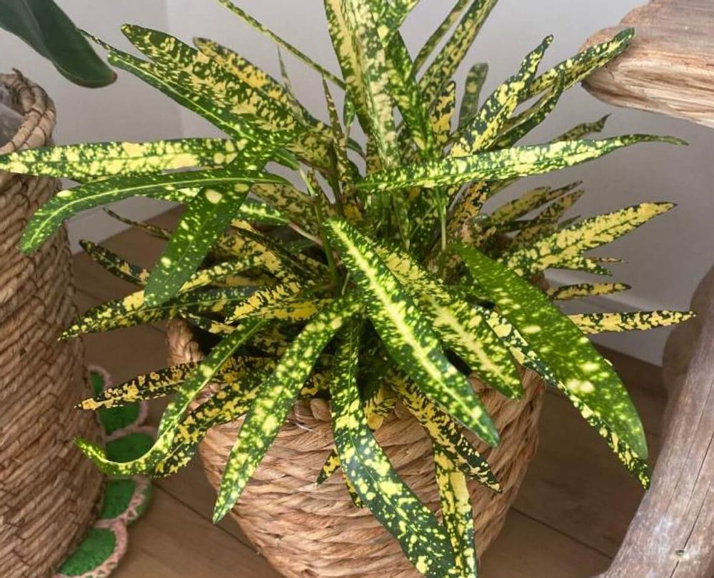 クロトン　　育て方