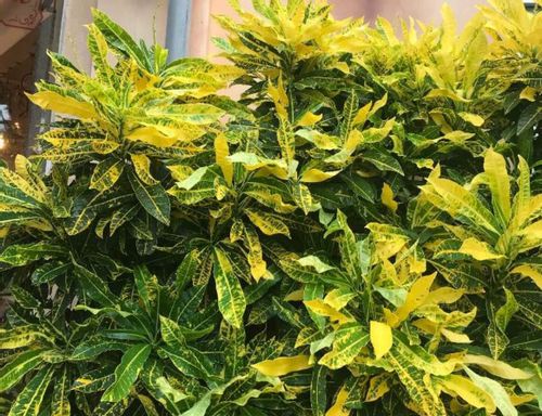 クロトンの育て方 季節ごとの水やりや挿し木 剪定の方法は Greensnap グリーンスナップ